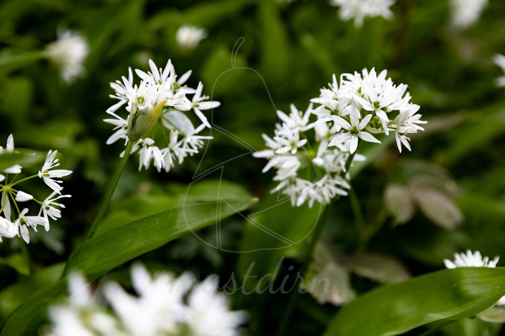 Die Bärlauchblüte | Bei Veröffentlichung des Bildes ist eine Namensnennung wie folgt erforderlich: 
Foto: Mostdirn Irmgard Wieser
 - Realisiert mit Pictrs.com