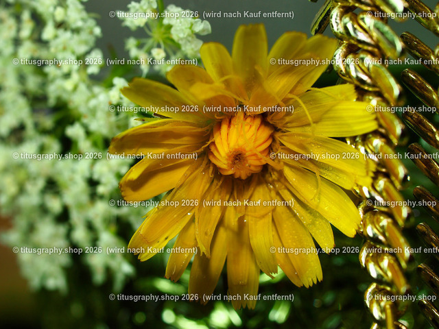 titusgraphy_P8265884-vz-ln | titusgraphy-shop: Geschenkideen mit Qualitätsfotos. titusgraphy-shop: gift ideas with quality photos. titusgraphy-shop: idées cadeaux avec photos de qualité.  - Realisiert mit Pictrs.com