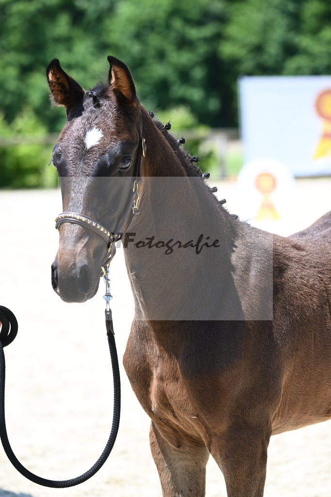 Kat-Nr. 17 SF Chubakko_Mayer_15230412 | hf-fotografie - Realisiert mit Pictrs.com