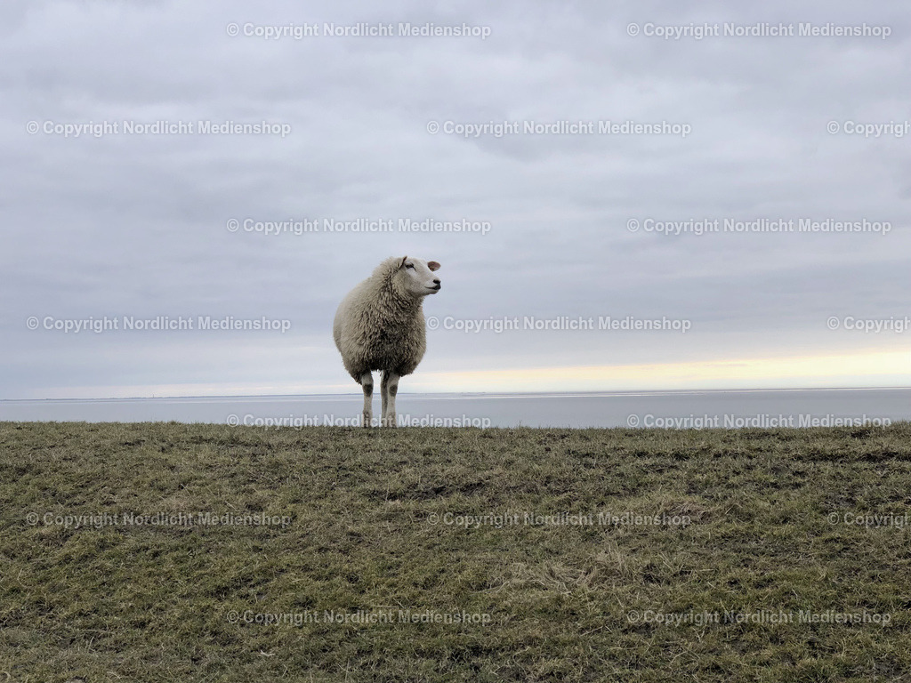 Pellworm Deich | nordlicht-medienshop