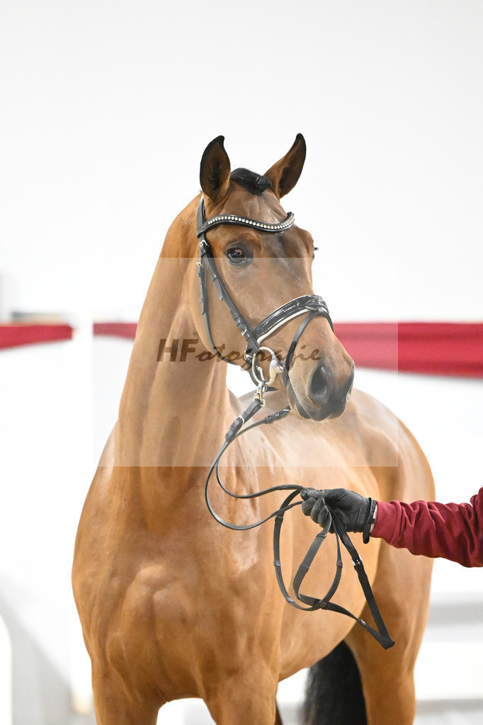 Kat-Nr. 34 v. Del Arko_Bauhofer_63220999 | hf-fotografie - Realisiert mit Pictrs.com