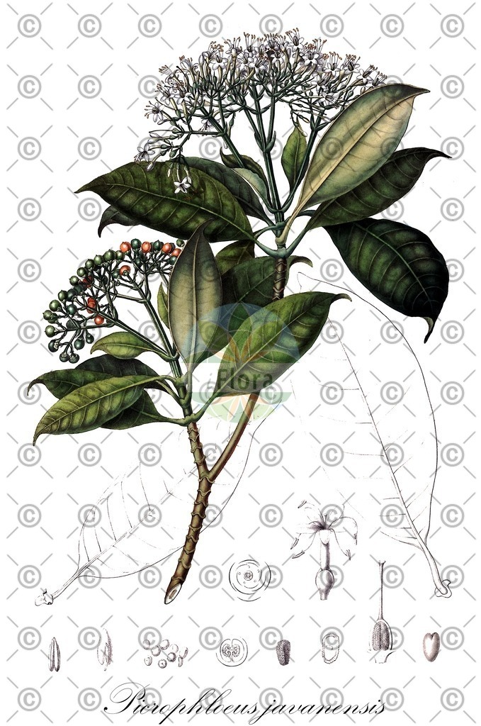 HistAbb_wfo-0000474863_1_ENZY_Simple | Historische Abbildung von Picrophloeus javanensis - Gentianaceae | Historical Illustration of Picrophloeus javanensis - Gentianaceae