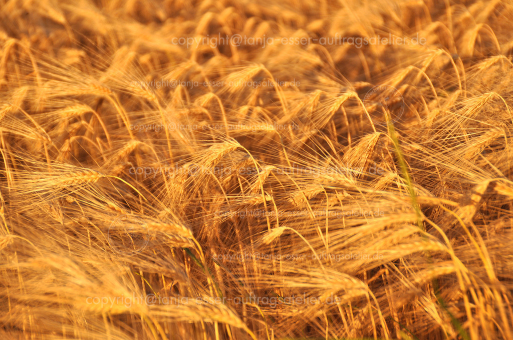 Roggenähren Nahaufnahme | Nahaufnahme eines reifen goldenen Roggen Feldes. Selektive Schärfe. 
