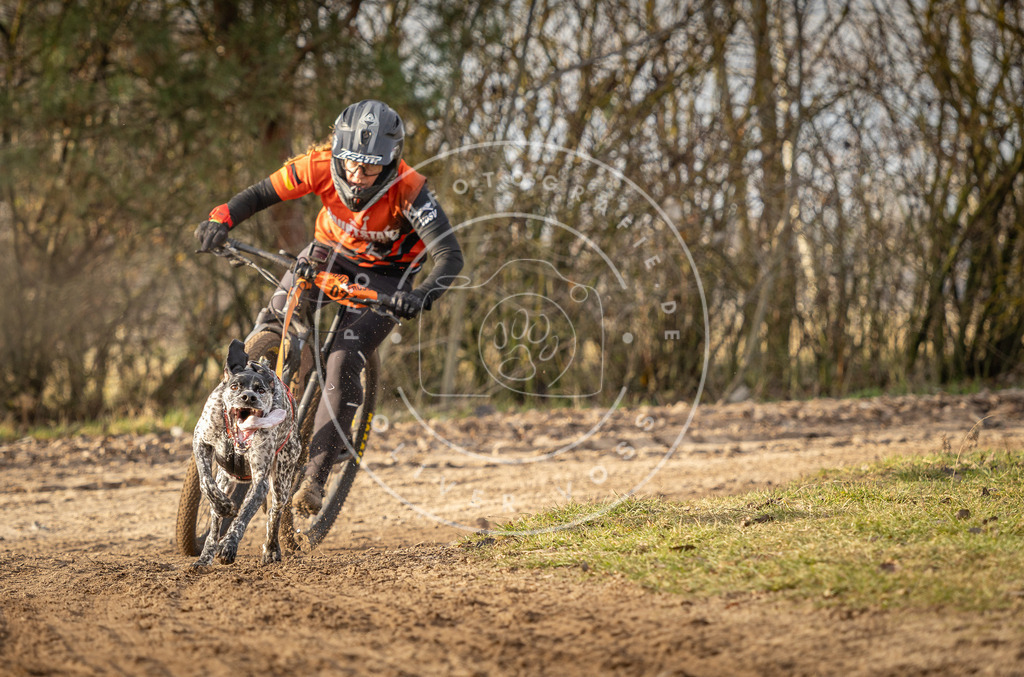 Pfotenfotografie_DV3A7411 | Hundefotografie, Tierfotograf, Pfotenfotografie, Fotoshooting Hund, Hunde Portrait, Hundesport, Hundeportraits, Heideshooting, Hunde, Sportfotograf, Hundefotograf, Turnierhundsport, THS,  - Realisiert mit Pictrs.com
