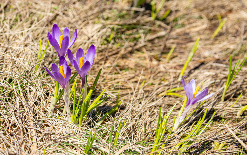 Lesachtal-Juni21_124701-k | Fatzi Bilder-Archiv! 
Die Bilder sind für private Nutzung lizenzfrei. Die kommerzielle Nutzung ist möglich und erwünscht, jedoch bitte ich um vorherige Kontaktaufnahme per E-Mail (info@fatzi.at) oder unter +43 650 7828269 - Realisiert mit Pictrs.com