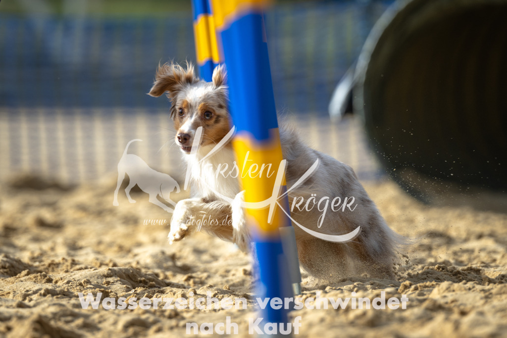 1557_ZZ92566 | kk-dogfotos