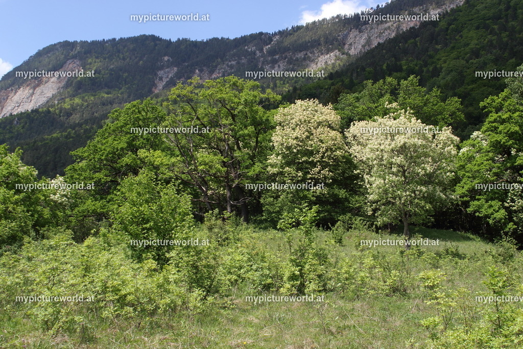 Schütt-114 | Das Bilderarchiv über Tiere, Planzen und Landschaften. In der Bilddatenbank finden Sie ein große Auswahl an hochwertigen Bilder für Ihre Werbung - Realisiert mit Pictrs.com