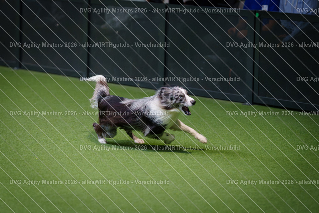 allesWIRTHgut_Tierfotografie-DVG_Agility_Masters_2026-09_39-7R502311 | Professionelle Tierfotografie in Mönchengladbach von Daniel Wirth (allesWIRTHgut). Liebevolle & natürliche Bilder von Hunden & Katzen für unvergessliche Erinnerungen.