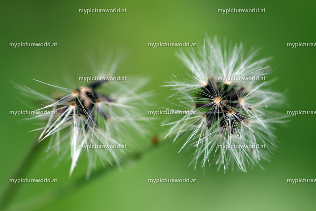 Wald-Habichtskraut-003 | Fruchtstand mit Pappus - Realized with Pictrs.com