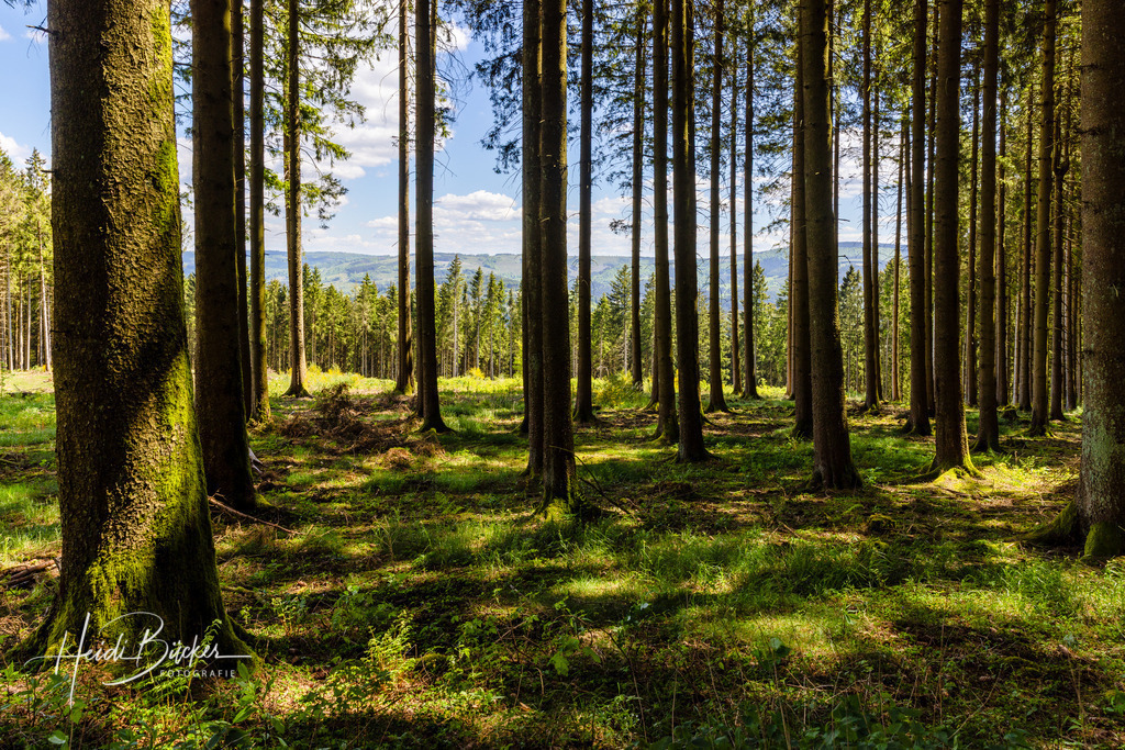 Fichtenwald im Frühling | Fichtenwald im Frühling - Realisiert mit Pictrs.com