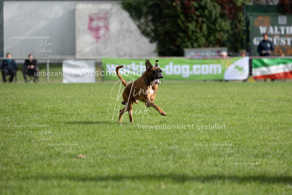 _16A7014 | Einzigartige Fotos von Hunden & Menschen –Actionfotos, Portraits, Vereinsaufnahmen & Paarshootings – authentisch, lebendig & mit Herz.