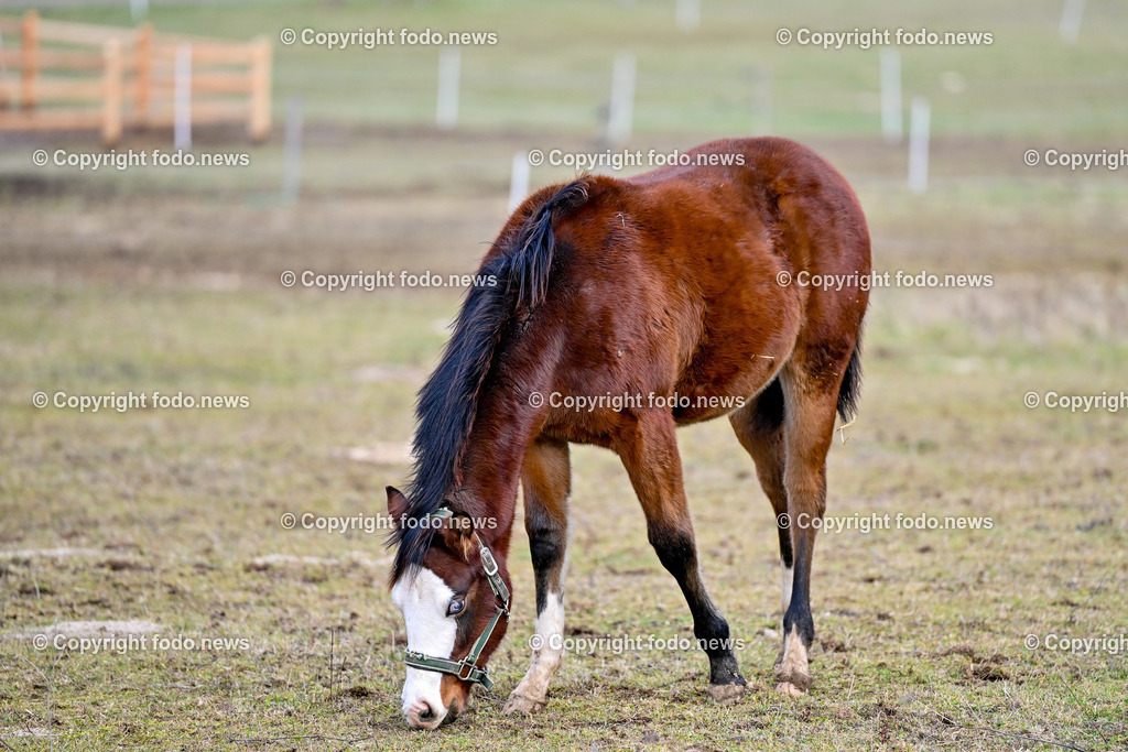 Pferde_ 29.12.2024-40 | 29.12.2024, Rajec, SVK, Themenbild, Pferde, im Bild Pferd, Pferde, Stute, Hengst, Fohlen, Quarter Horse, Ranch, Weide, Hof, Wiese, Stall, Nutztier, Tier