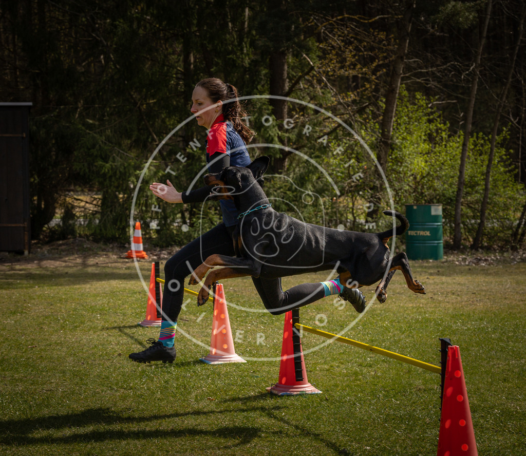 Pfotenfotografie_DV3A3836 | Hundefotografie, Tierfotograf, Pfotenfotografie, Fotoshooting Hund, Hunde Portrait, Hundesport, Hundeportraits, Heideshooting, Hunde, Sportfotograf, Hundefotograf, Turnierhundsport, THS,  - Realisiert mit Pictrs.com