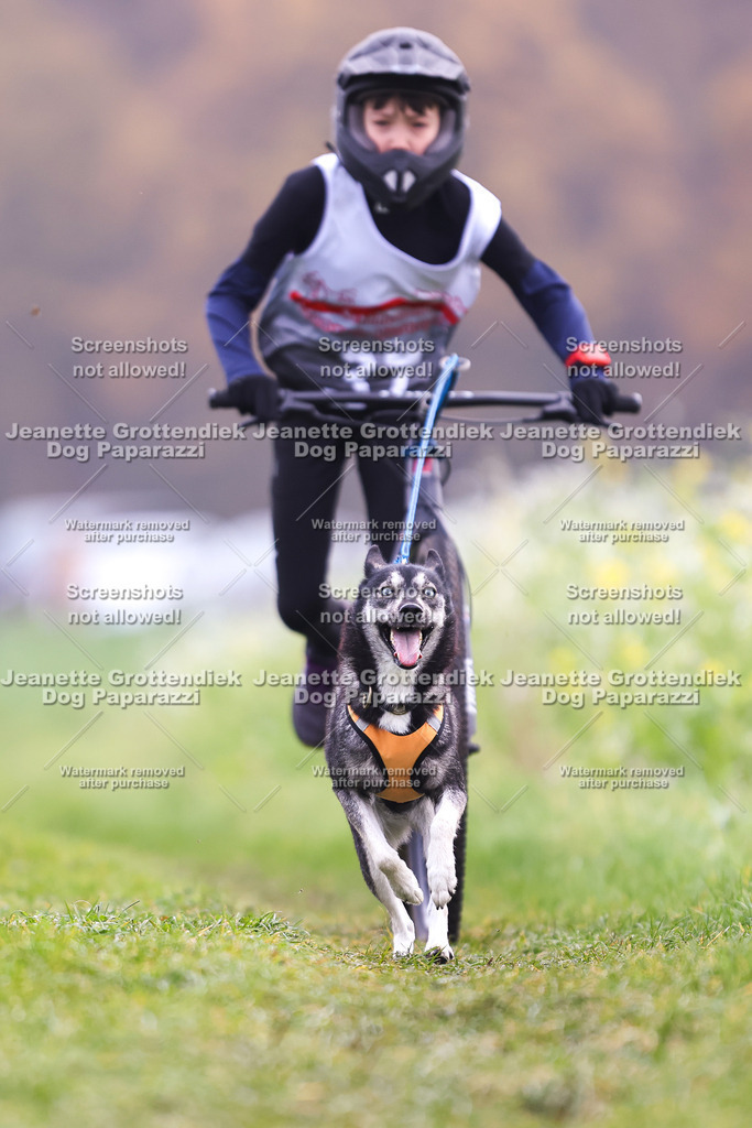 Dog Paparazzi - Visbeck 25 -323 | Dog Paparazzi Jeanette Grottendiek Fotografie & Videografie - Realisiert mit Pictrs.com