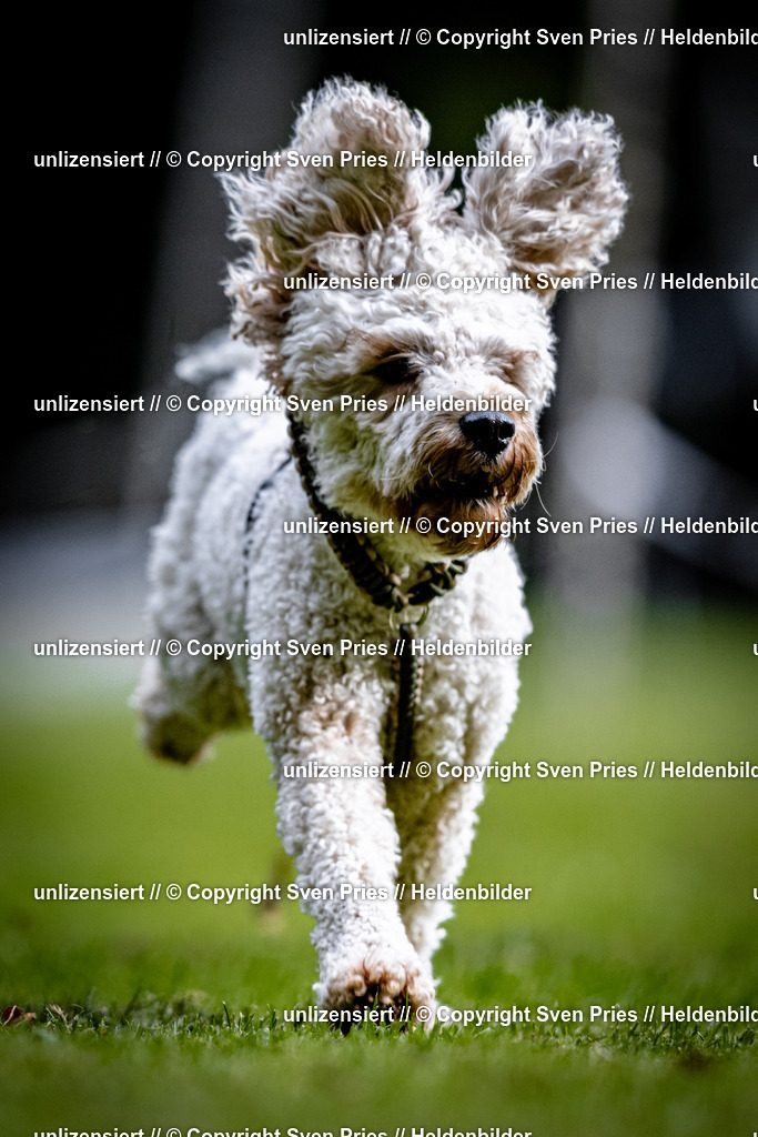 Sven Pries | 2025-10-03 - Hunderennen Obergrombach - Realisiert mit Pictrs.com