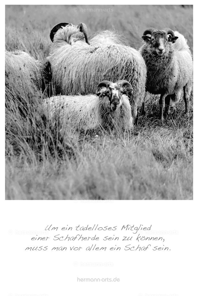 PK_Zitate_10x15_BW-061 | Photo Foto Kunst Art schwarzweiss Bilder Rheine Münster Berlin Blumen 