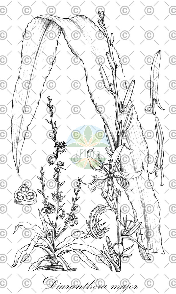 HistAbb_wfo-0000652723_1_ENZY_Simple | Historische Abbildung von Diuranthera major - Asparagaceae | Historical Illustration of Diuranthera major - Asparagaceae