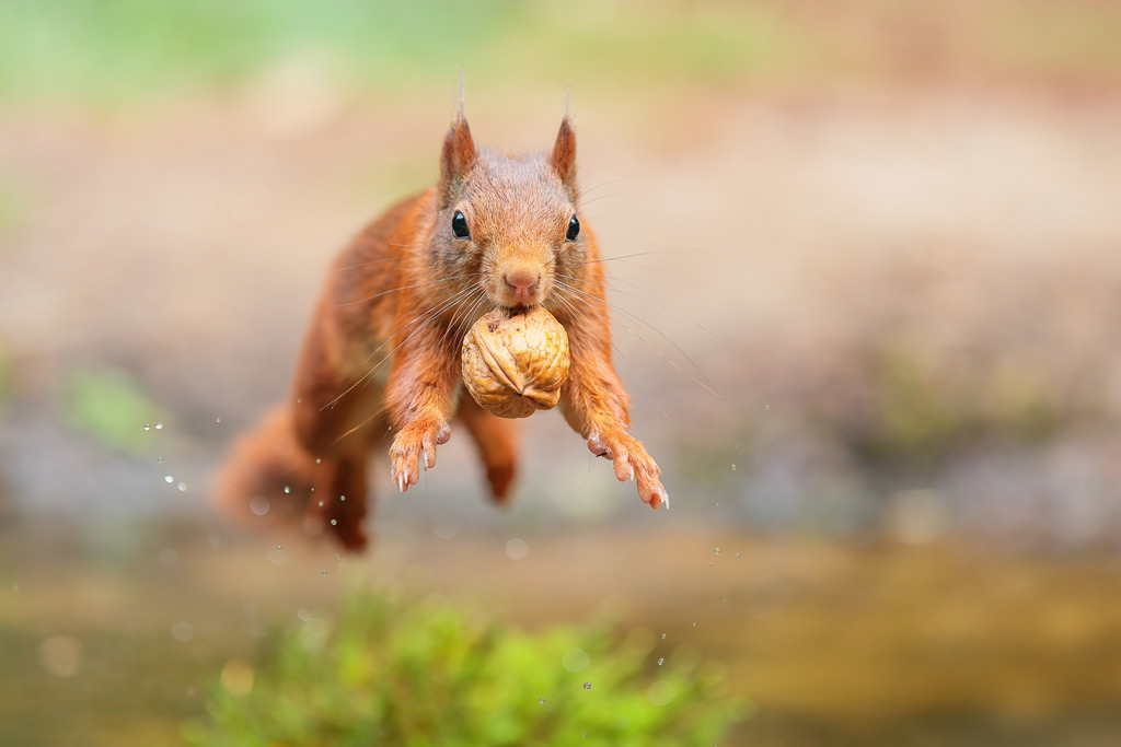 Mut zum Sprung – Das Eichhörnchen in Aktion | Eichhörnchen im kraftvollen Sprung über einen Bachlauf, die Walnuss fest im Maul. Die gestochen scharfe Aufnahme fängt die Dynamik und Zielstrebigkeit des Tieres perfekt ein. Die feinen Wassertröpfchen unterstreichen die Bewegung und verleihen dem Bild eine erfrischende Leichtigkeit. Ein echtes Highlight für Tierliebhaber und Naturliebhaber, das Energie und Lebensfreude ausstrahlt.