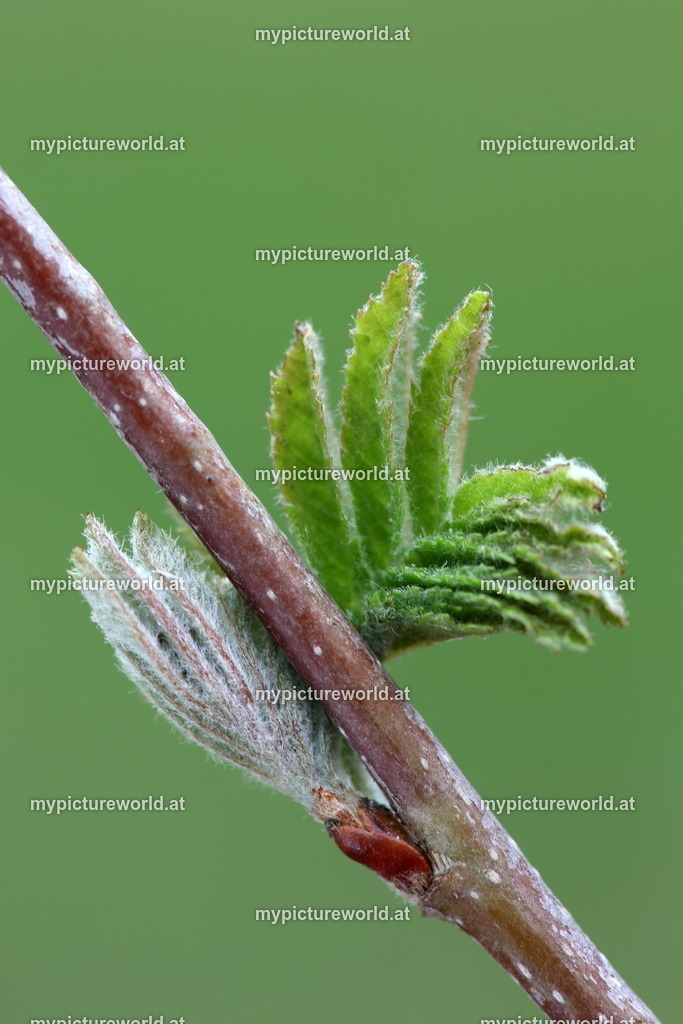 Vogelbeere-006 | Blattaustrieb - Realisiert mit Pictrs.com