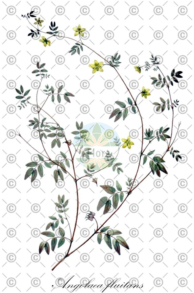 HistAbb_wfo-0000536542_492_ENZY_Simple | Historische Abbildung von Angolaea fluitans - Podostemaceae | Historical Illustration of Angolaea fluitans - Podostemaceae