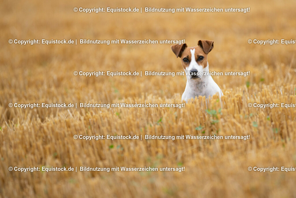 20210728_Jack-Russel_0015 | Foto: Thomas Hartig