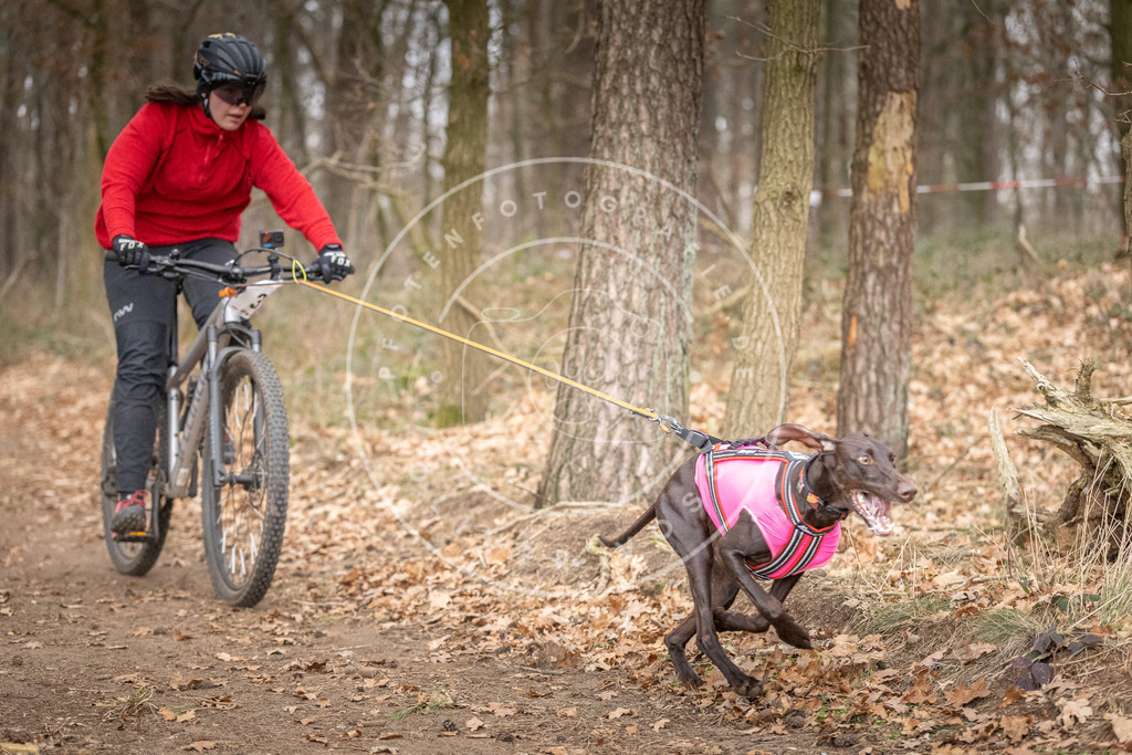 Pfotenfotografie_DV3A5300 | Hundefotografie, Tierfotograf, Pfotenfotografie, Fotoshooting Hund, Hunde Portrait, Hundesport, Hundeportraits, Heideshooting, Hunde, Sportfotograf, Hundefotograf, Turnierhundsport, THS,  - Realisiert mit Pictrs.com