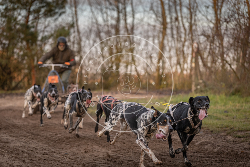 Pfotenfotografie_DV3A5889 | Hundefotografie, Tierfotograf, Pfotenfotografie, Fotoshooting Hund, Hunde Portrait, Hundesport, Hundeportraits, Heideshooting, Hunde, Sportfotograf, Hundefotograf, Turnierhundsport, THS,  - Realisiert mit Pictrs.com