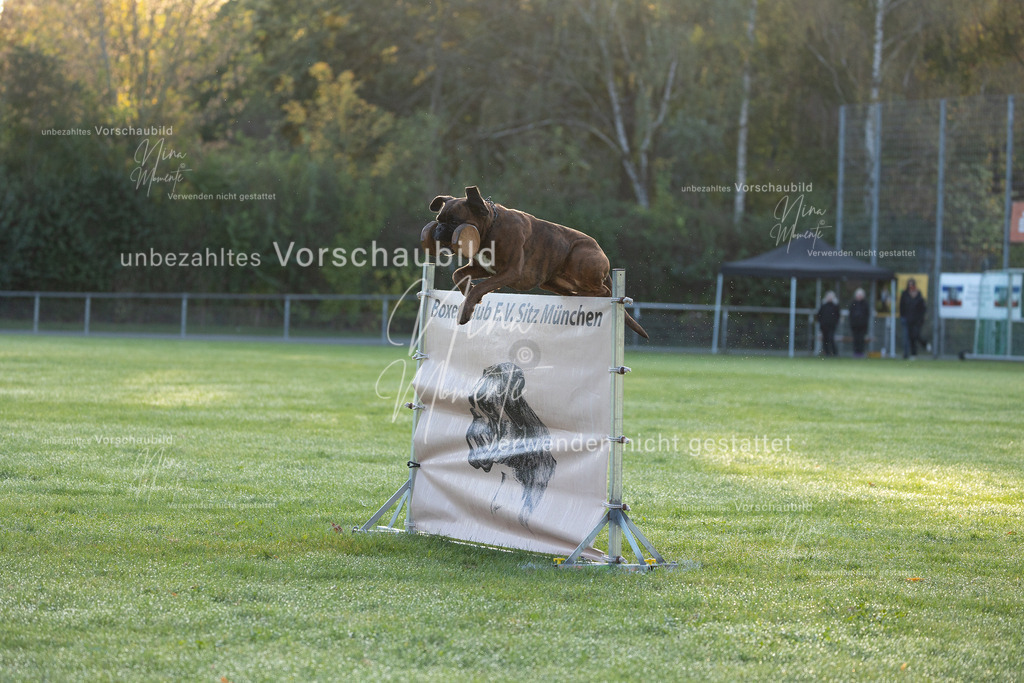 _16A6021 | Einzigartige Fotos von Hunden & Menschen –Actionfotos, Portraits, Vereinsaufnahmen & Paarshootings – authentisch, lebendig & mit Herz.