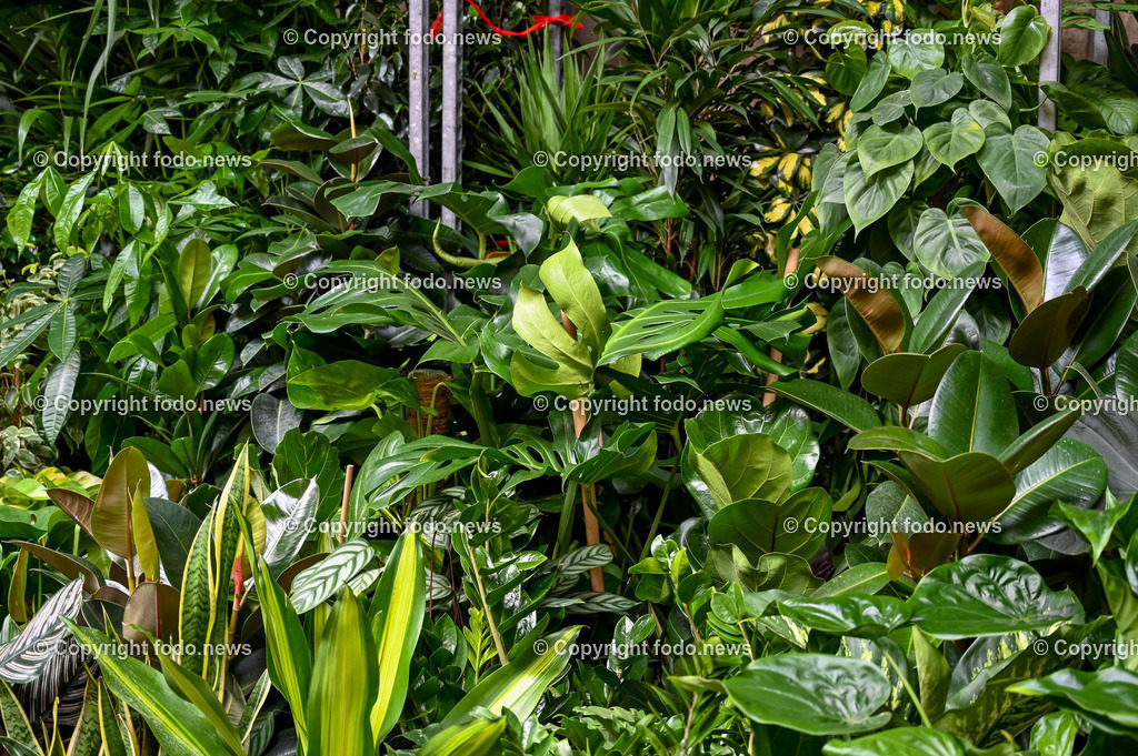 Italien_ Toscana_ Florenz_ 30.05.2024-351 | 30.05.2024, Italien, ITA, Toskana, Florenz im Bild Stadtansichten, Gebäude, Architektur, Touristen, Historisch, Souvenir, Altstadt, Museum, Statuen, Skulpturen, Piazza della Signoria, Statue David, Palazzo Vecchio, Neptunbrunnen, Piazza della Repubblica, Ponte Vecchio, Brücke, Uffizien, Kathedrale Santa Maria del Fiore, Arno, Fluß


Florenz, Firenze, ist eine italienische Großstadt. Nach Einwohnern ist sie die achtgrößte Stadt Italiens. Florenz ist die Hauptstadt sowie größte Stadt der Region Toskana und der Metropolitanstadt Florenz, in der etwa eine Million Menschen leben. Florenz ist für seine Geschichte berühmt. Leonardo da Vinci verbrachte große Teile seiner Jugend in Florenz, Michelangelo fand Unterschlupf in der Kirche der Medici, Galileo Galilei wohnte als Hofmathematiker in den Palästen der Medici. Von 1865 bis 1871 war die Stadt die Hauptstadt des neu gegründeten Königreichs Italien. Das historische Zentrum von Florenz zieht Jahr für Jahr Millionen von Touristen an. Die historische Innenstadt wurde von der UNESCO im Jahre 1982 zum Weltkulturerbe erklärt. 
Quelle: Wikipedia
