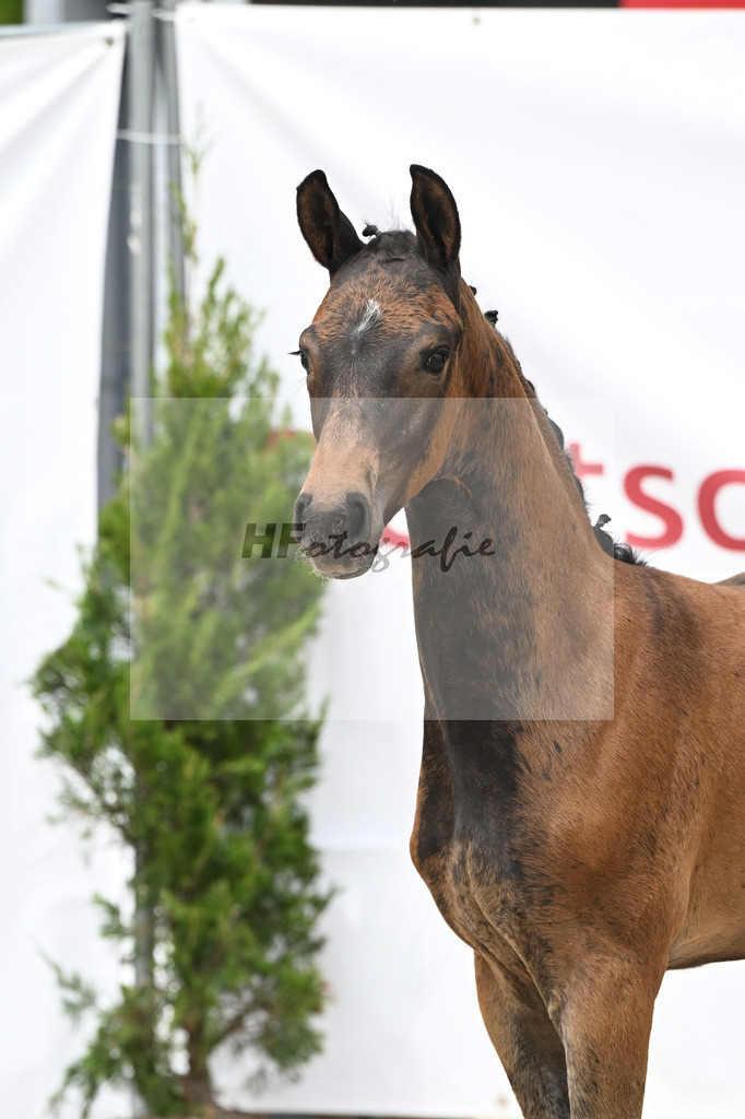 St. Emilion x Zoom_SF_Braig u Meyer_12250610 | hf-fotografie - Realizzato con Pictrs.com