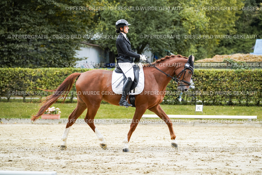 DSC08133 | Pferdegrafie