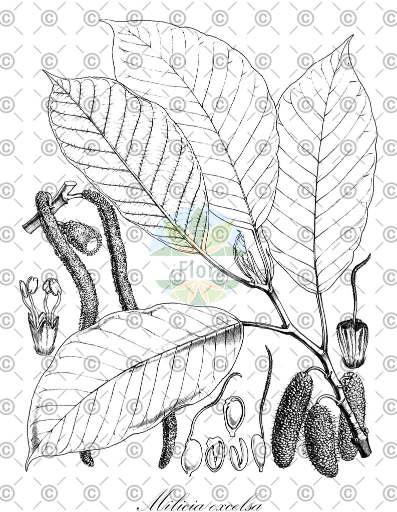 HistAbb_wfo-0000372752_1_ENZY_Simple | Historische Abbildung von Milicia excelsa - Moraceae | Historical Illustration of Milicia excelsa - Moraceae