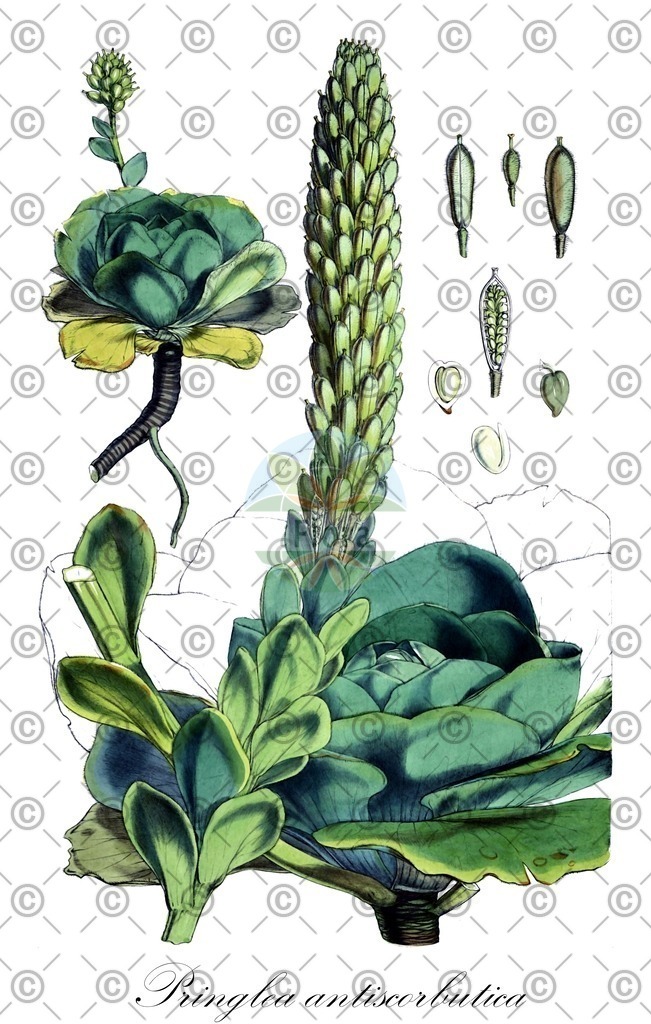 HistAbb_wfo-0000502276_1_ENZY_Simple | Historische Abbildung von Pringlea antiscorbutica - Brassicaceae | Historical Illustration of Pringlea antiscorbutica - Brassicaceae