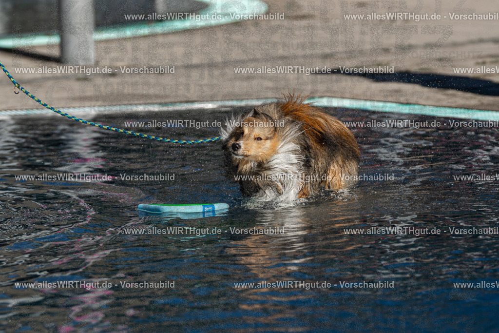 Hundeschwimmen_Volksbad_2026-allesWIRTHgut_Tierfotografie-2609061038-FAY05969 | Professionelle Tierfotografie in Mönchengladbach von Daniel Wirth (allesWIRTHgut). Liebevolle & natürliche Bilder von Hunden & Katzen für unvergessliche Erinnerungen.