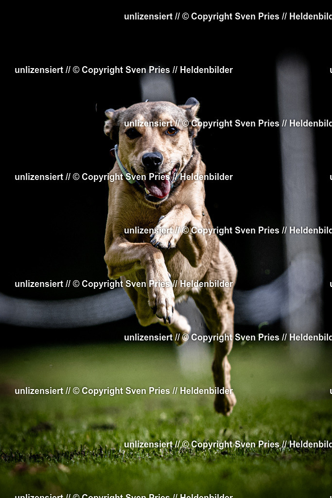 Sven Pries | 2025-10-03 - Hunderennen Obergrombach - Realisiert mit Pictrs.com