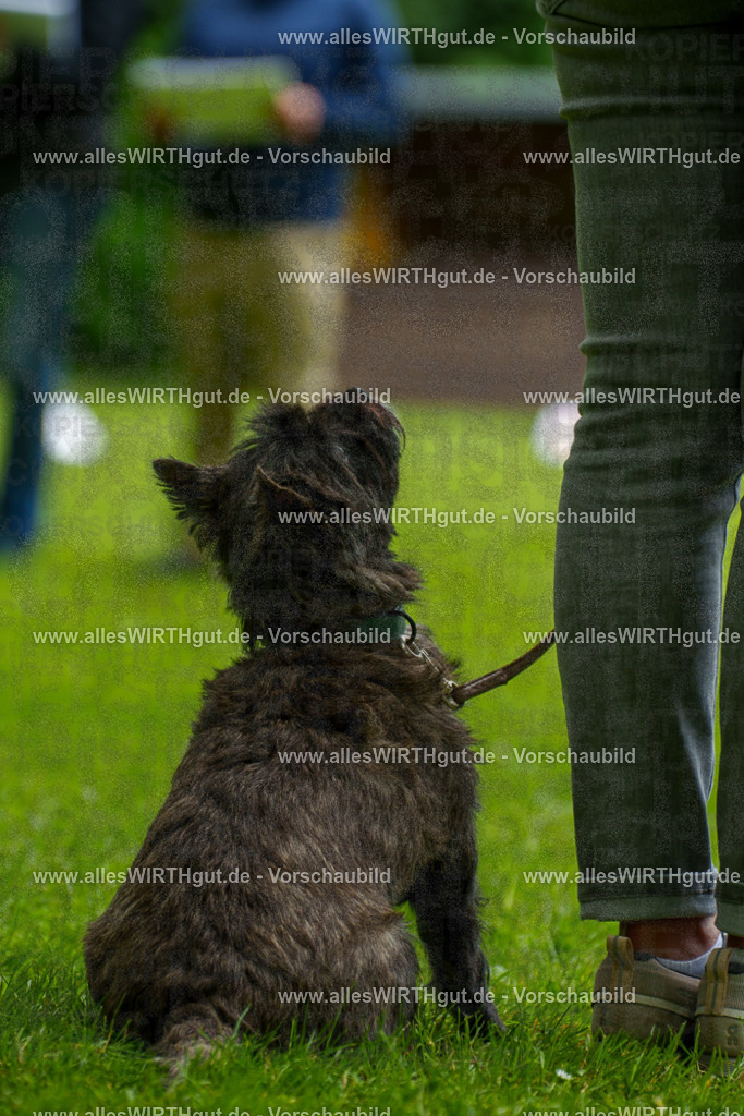 @allesWIRTHgut_Tierfotografie - www.allesWIRTHgut.de - 130112-7R509686 | Professionelle Tierfotografie in Mönchengladbach von Daniel Wirth (allesWIRTHgut). Liebevolle & natürliche Bilder von Hunden & Katzen für unvergessliche Erinnerungen.