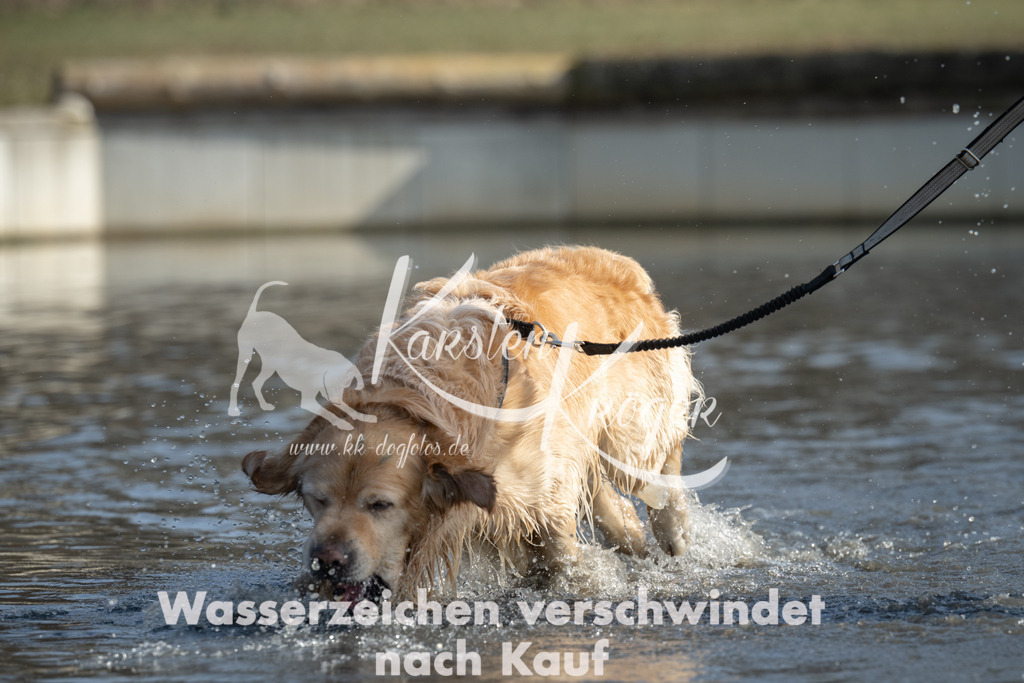 1332_ZZ96978 | kk-dogfotos