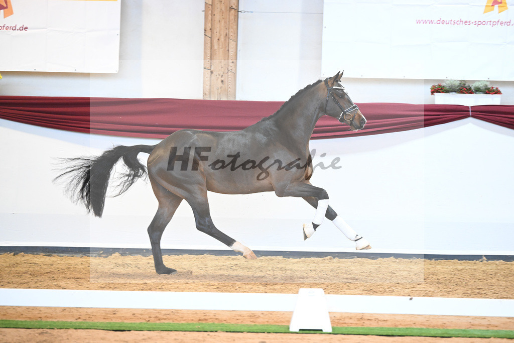 Kat-Nr. 61 v. Goldberg_Reglauer_66222034 | hf-fotografie - Realisiert mit Pictrs.com