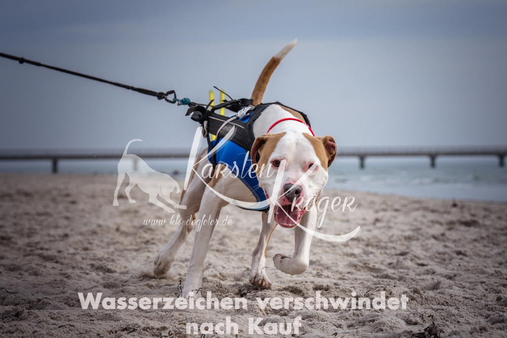 1152_ZZ91196 | kk-dogfotos