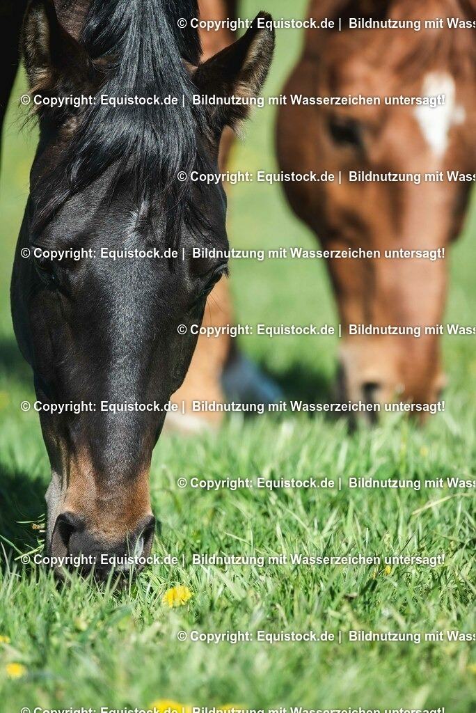 20210426_Pferd-auf-Koppel_0097 | equistock