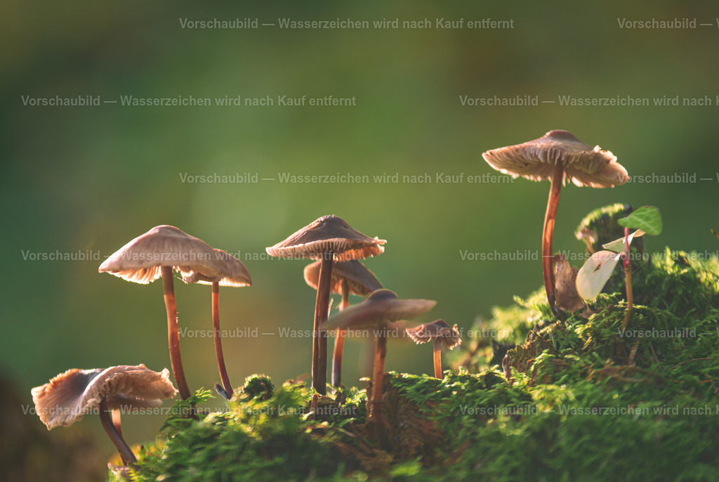 Pilze im Licht | Kleine Pilzgruppe - Realisiert mit Pictrs.com