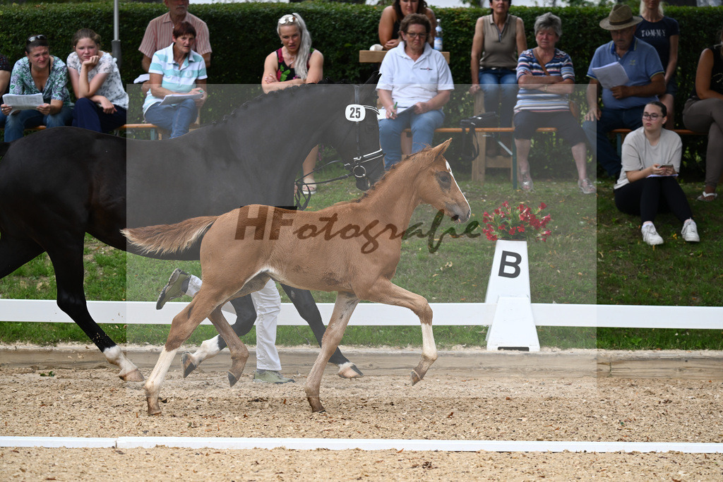 Kat-Nr. 25 SF DSP Va Bene x Ferro_Pfaffenbichler_27230398 | hf-fotografie - Realisiert mit Pictrs.com