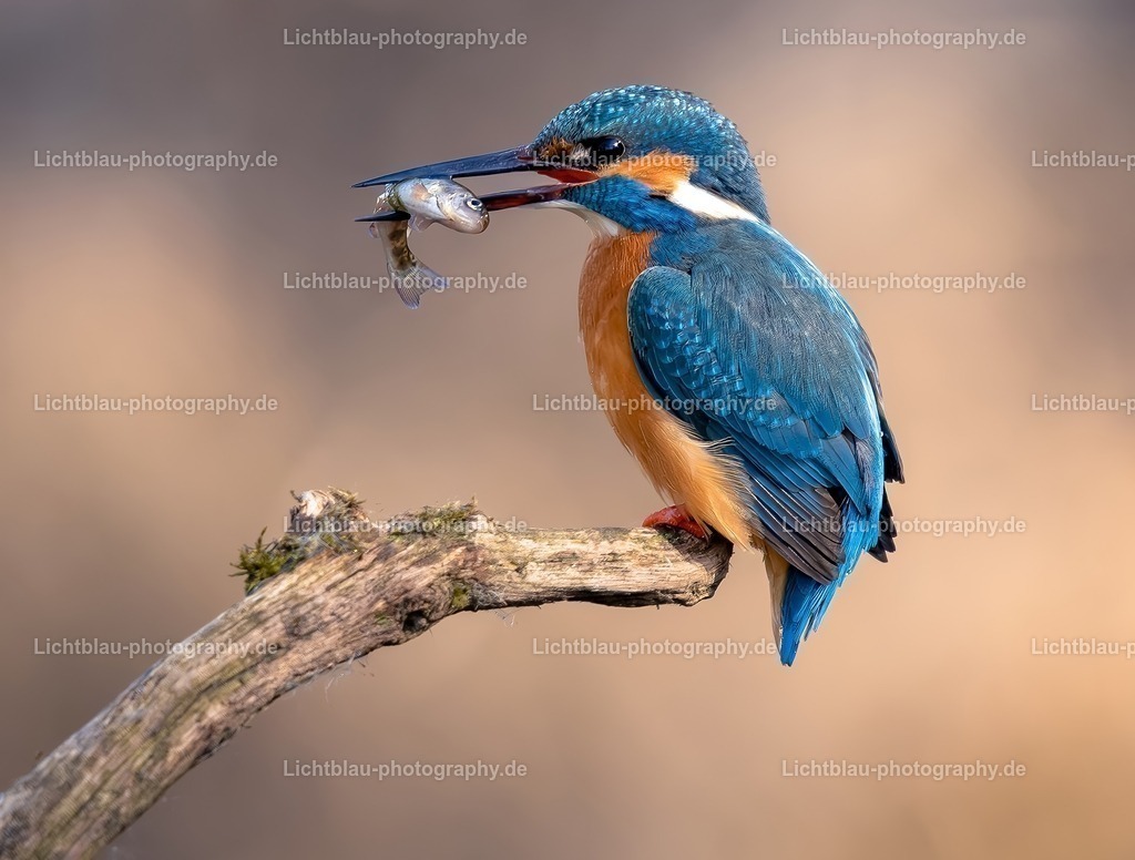 Eisvogel-10 | Hans-Bernd Lichtblau Photography. Finden Sie wunderschöne Fotografien aus Landschaft und Natur.  - Realisiert mit Pictrs.com