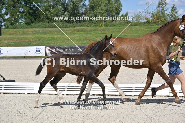 30_Escaneno - Quaterback_935_5123 | Björn Schroeder Pferdefotografie