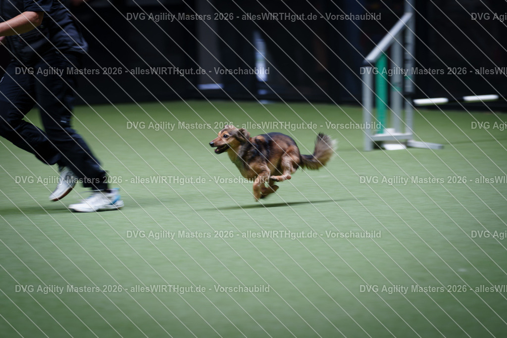 allesWIRTHgut_Tierfotografie-DVG_Agility_Masters_2026-13_32-7R503436 | Professionelle Tierfotografie in Mönchengladbach von Daniel Wirth (allesWIRTHgut). Liebevolle & natürliche Bilder von Hunden & Katzen für unvergessliche Erinnerungen.