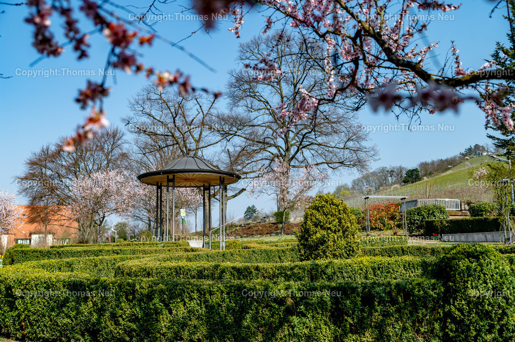 mandelbluete-bergstrasse-weinberge-bensheim-Stadtpark-fruehling-Fotografie-Thomas-Neu-39 | Blick in den bensheimer Stadtpark mit dem Pavillion und blühenden Mandelbäumen und dem Kirchberg im Hintergrund, ,Bild: Thomas Neu