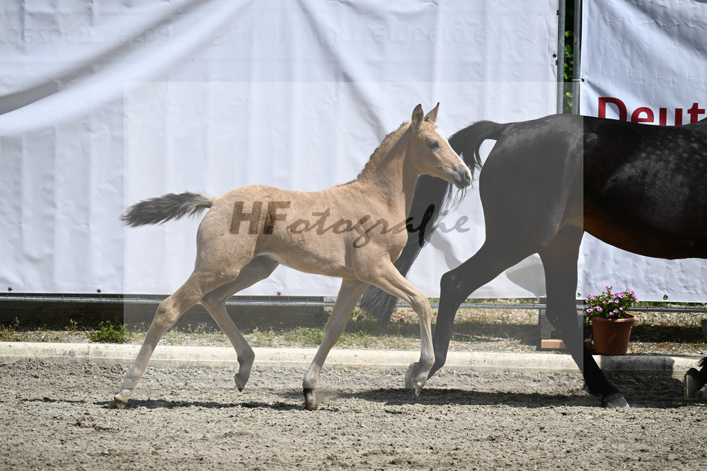 Kat-Nr. 41 SF Dancing Snowflake AT_Albrecht_12231079 | hf-fotografie - Realizzato con Pictrs.com