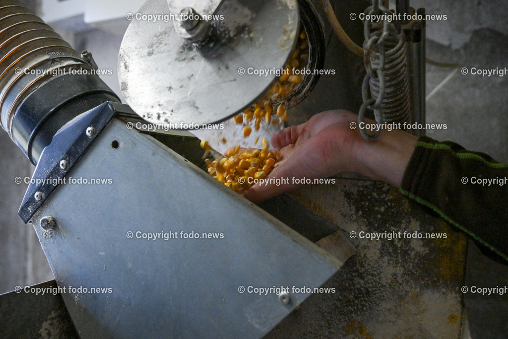 Landwirtschaft_ Schweinebauer_ 07.02.2024-13 | 07.02.2024, Obernberg am Inn, AUT, Landwirtschaft, Schweinebauer, im Bild Thomas Reisecker (Schweinebauer)