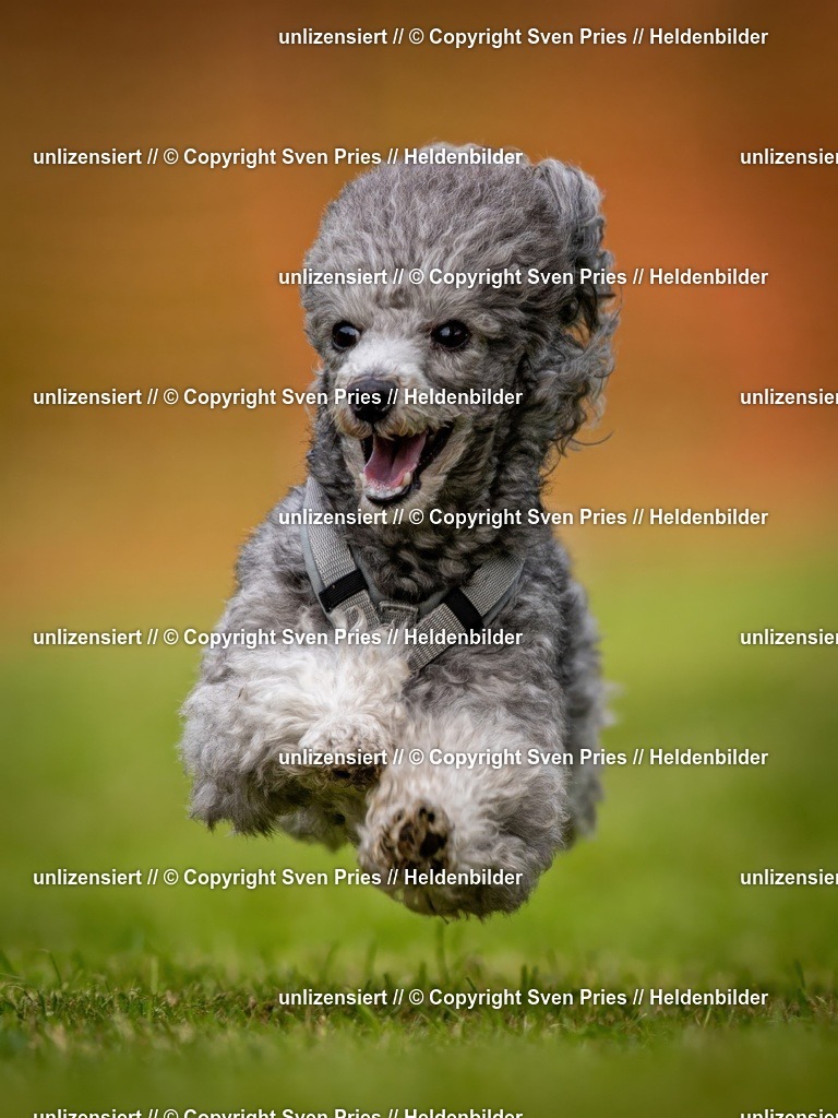 Sven Pries | 2024-09-22 - Hunderennen Baden-BadenPudelverein - Realisiert mit Pictrs.com