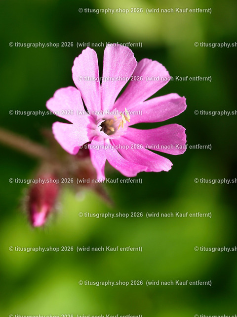 titusgraphy_P7032043-vz-ln | titusgraphy-shop: Geschenkideen mit Qualitätsfotos. titusgraphy-shop: gift ideas with quality photos. titusgraphy-shop: idées cadeaux avec photos de qualité.  - Realisiert mit Pictrs.com